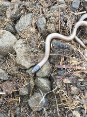 Tantilla hobartsmithi