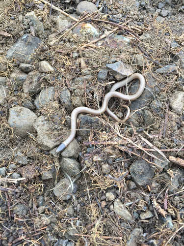 Photo of a Smith's Black-headed Snake (Tantilla hobartsmithi)