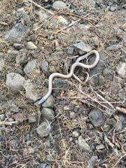 Tantilla hobartsmithi