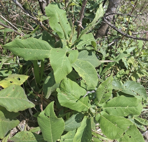 Gymnanthemum myrianthum, 2026-03-26