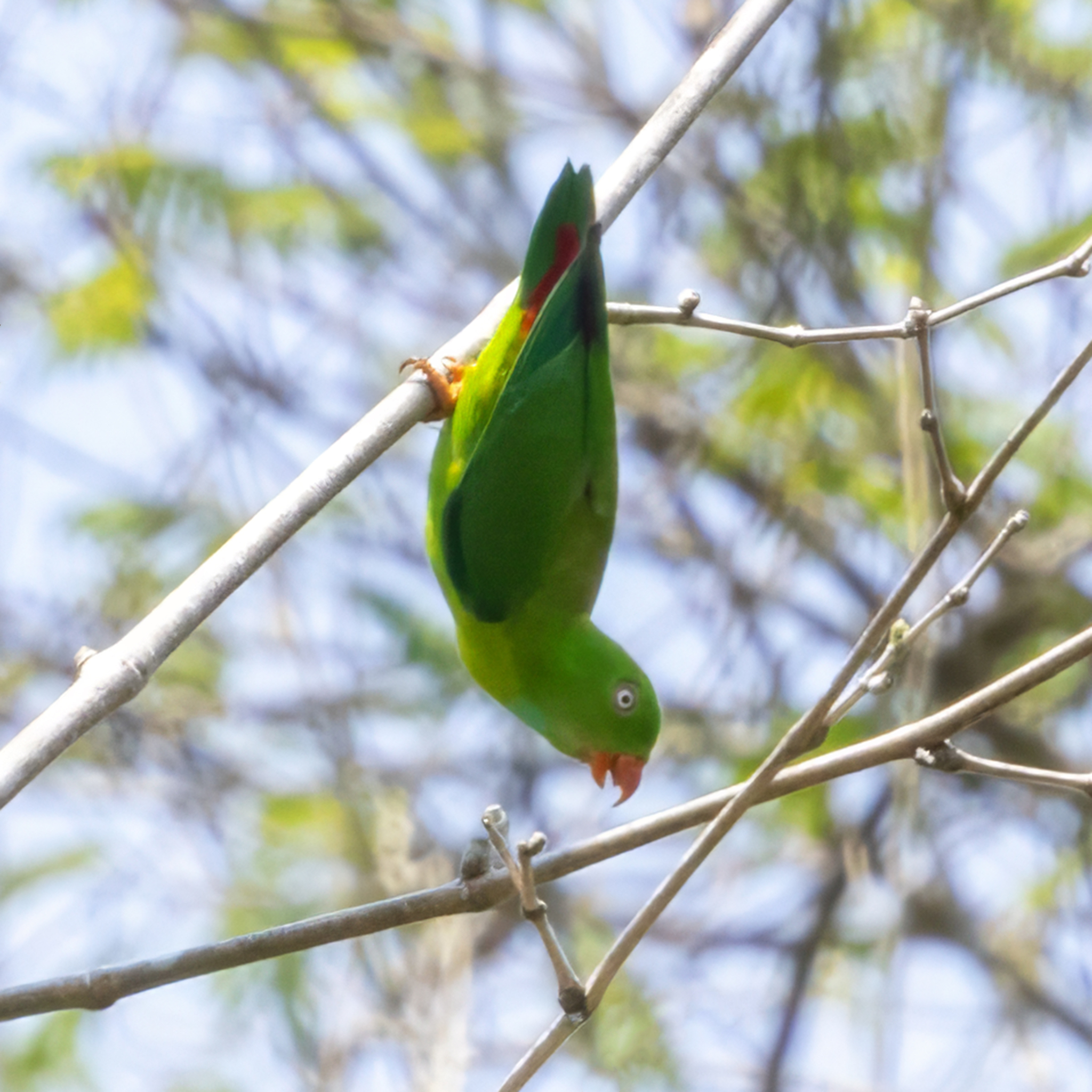 Vernal Hanging Parrot (Loriculus vernalis), photo 8