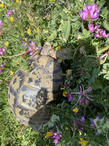 Testudo graeca