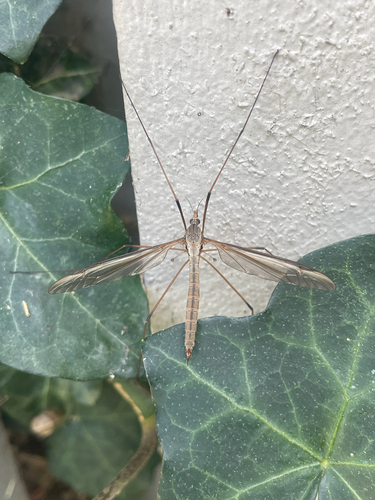 Unknown species found near California, US