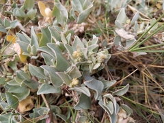 Atriplex maximowicziana