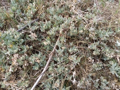 Atriplex maximowicziana