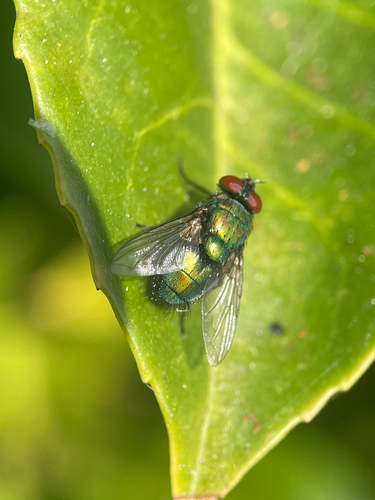 Unknown species found near California, US