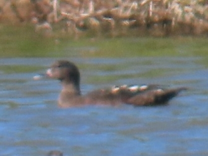 iNaturalist: (c) christine_scott, some rights reserved (CC BY-NC), uploaded by christine_scott iNaturalist image