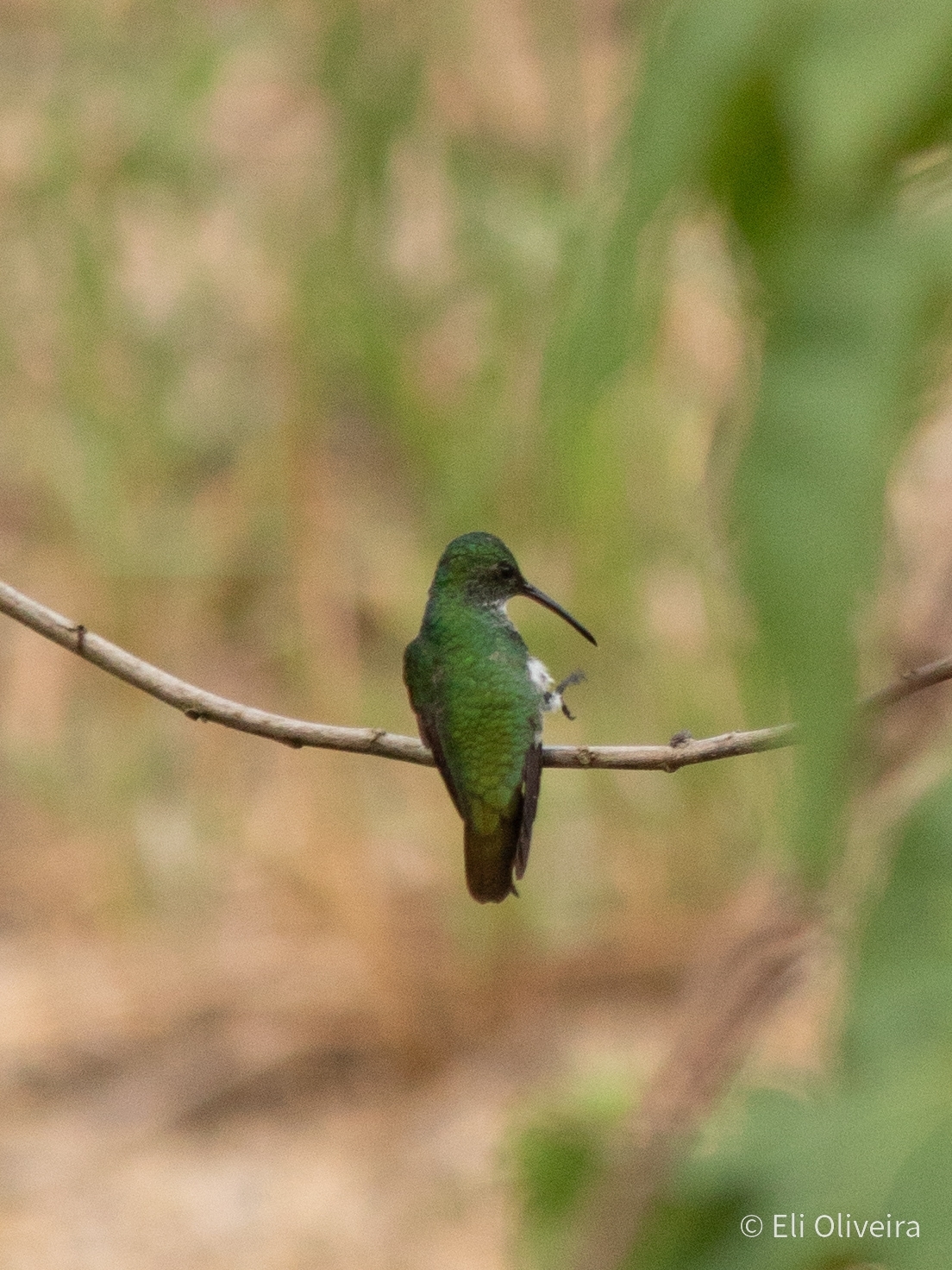Plain-bellied Emerald (Chrysuronia leucogaster), photo 9