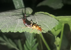 Forficula lucasi
