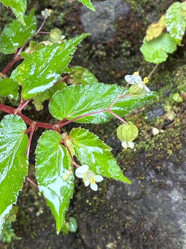 Begonia semiovata, photograph 4