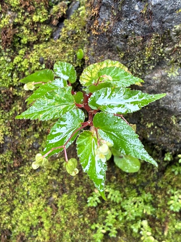 Begonia semiovata, photograph 5