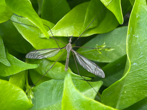 Unknown species found near California, US