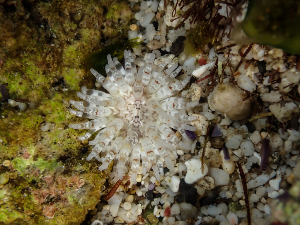 Epiphellia