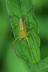 Oxyopes lineatipes