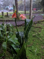 Phaius mishmensis