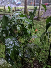 Phaius mishmensis