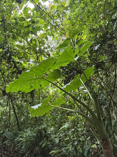 Mickey Mouse taro (Xanthosoma undipes)