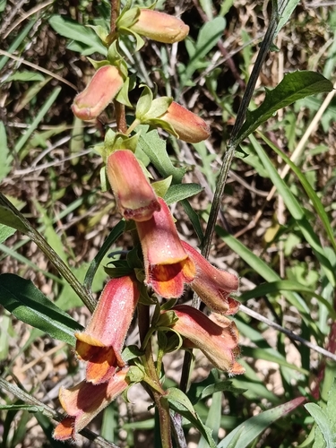 Spanish Rusty Foxglove (Digitalis obscura)