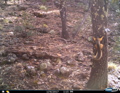 Sciurus nayaritensis apache