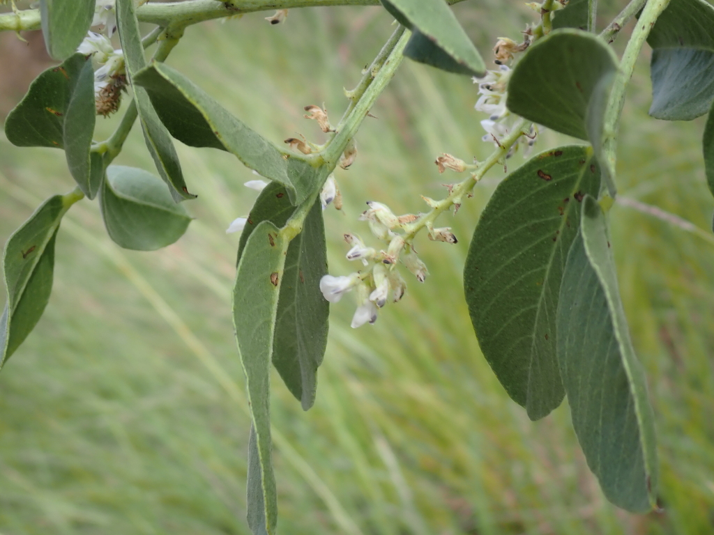 Cullen gaudichaudianum (Cullen gaudichaudianum)
