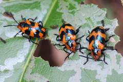 Phyllocharis undulata