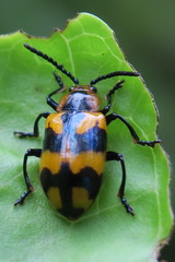 Phyllocharis undulata