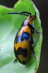 Phyllocharis undulata