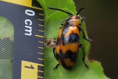 Phyllocharis undulata