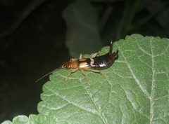 Forficula lucasi