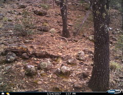 Sciurus nayaritensis apache