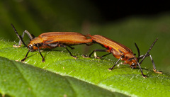 Sceloenopla scherzeri