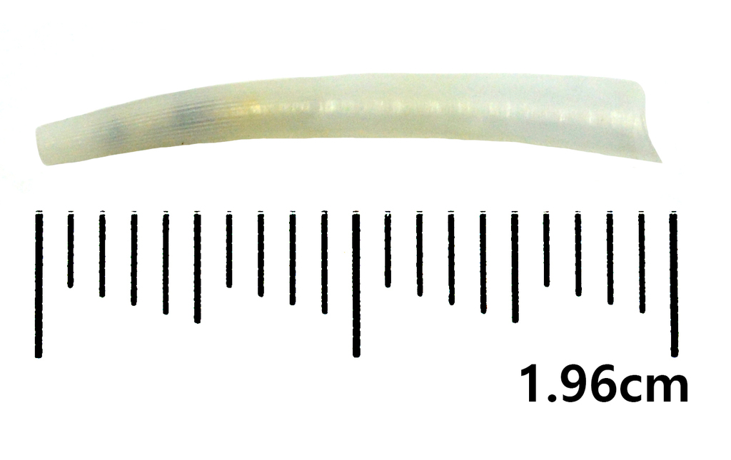 Dentalium buccinulum