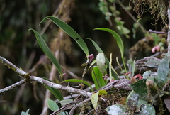 Pleurothallis inflata