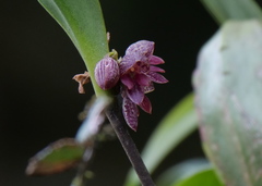 Pleurothallis inflata