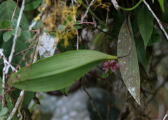 Pleurothallis inflata