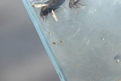 Simocephalus vetulus