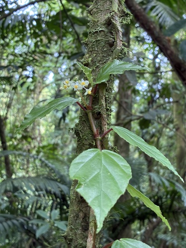 Begonia glabra, photograph 4