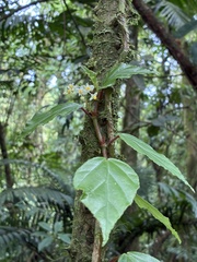 Begonia glabra, photograph (c) er-birds, some rights reserved (CC BY)