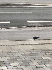 Corvus monedula