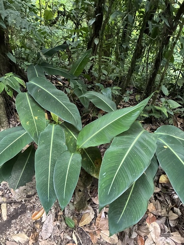 Wild Plantain (Heliconia irrasa)
