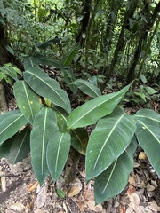 Heliconia irrasa, photograph (c) er-birds, some rights reserved (CC BY)