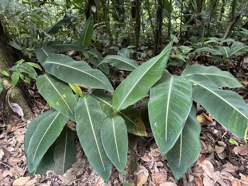 Heliconia irrasa, photograph 4