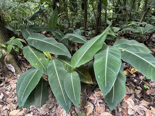 Heliconia irrasa, photograph 5