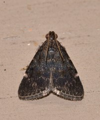 Araeopaschia demotis