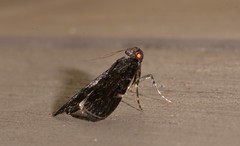 Araeopaschia demotis