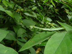 Mantodea