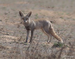 Vulpes vulpes pusilla