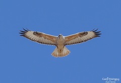 Buteo rufinus