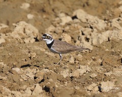 Charadrius dubius