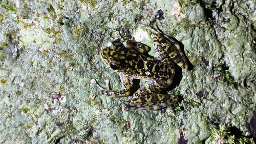 Amolops larutensis observed 2026-03-28